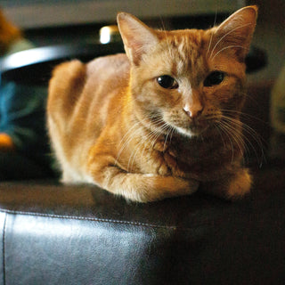 Popular London Cat Café