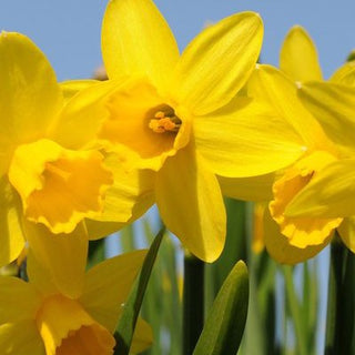 March Newsletter